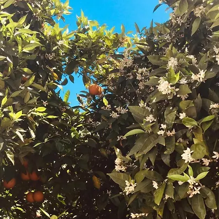 Terre Del Faro Apartman Scanzano Jonico