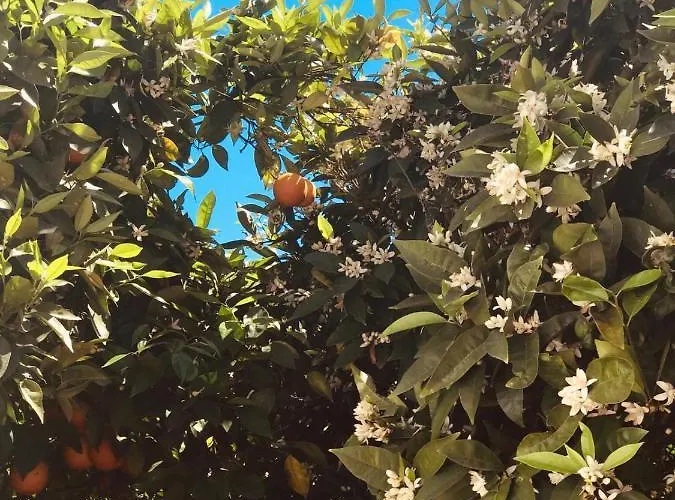 Terre Del Faro Lägenhet Scanzano Jonico